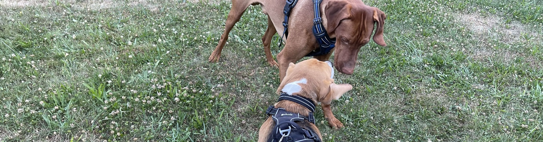 Hundetraining Franken - Soziales Alltagstraining, Magyar Vizsla und Beagle