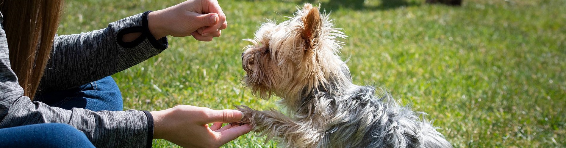 Hundetraining Franken - Erziehung Basis, Yorkshire Terrier gibt Frau Pfote auf Wiese