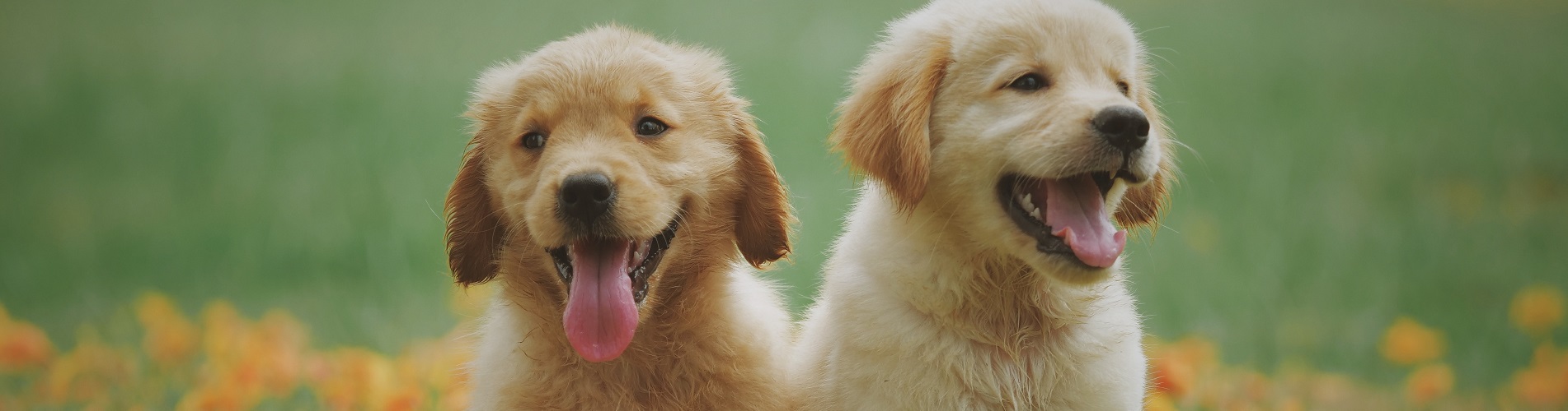 Hundetraining Franken - Welpentraining, zwei Golden Retriever Welpen auf Wiese