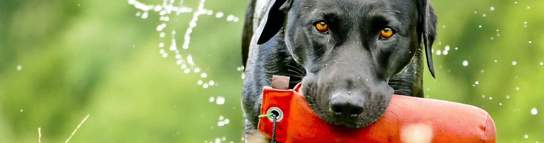 Hundetraining Franken - Apportieren, schwarzer Labrador mit Dummy im Maul