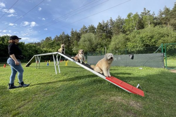 Hundetraining Franken - Agility, drei Hunde sitzen auf langem Agility Laufsteg
