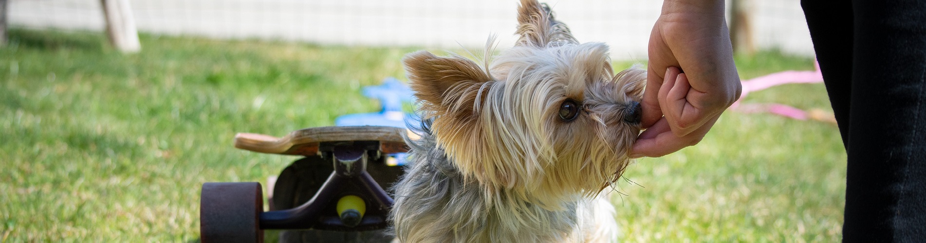 Hundetraining Franken - Trickdogging, Yorkshire Terrier frisst Leckerlie aus Hand