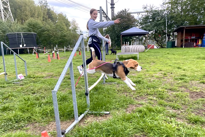 Hundetraining Franken - Agility, Kind leitet Beagle über Hürde im Agility Parcours