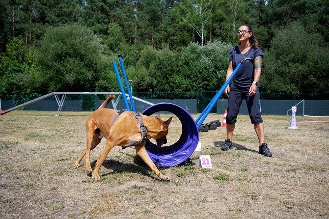 Hundetraining Franken - Agility, Malinois läuft außen durch Tunnel beim Agility