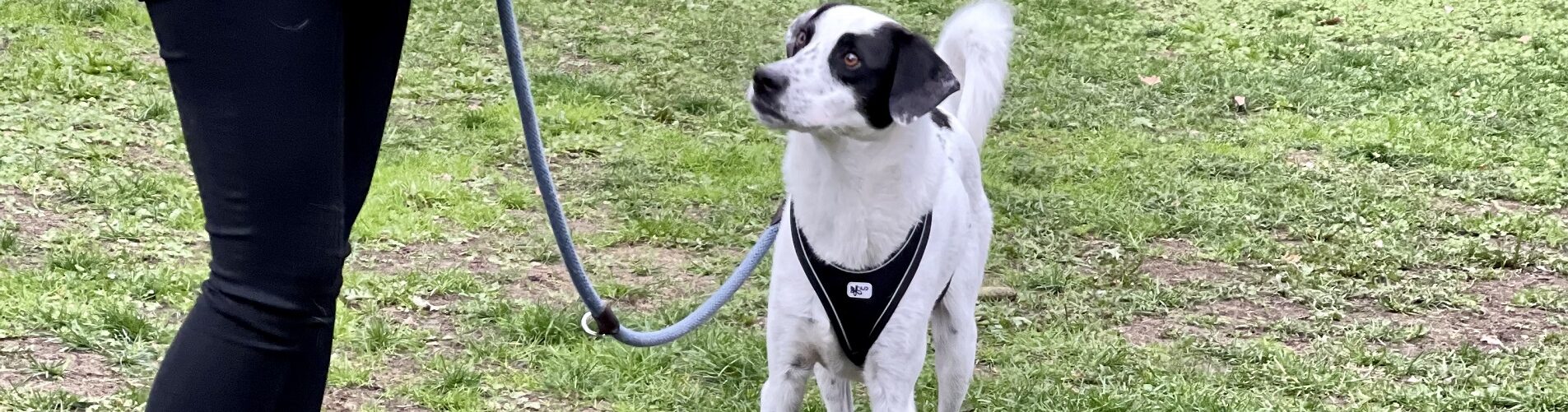 Hundetraining Franken - Anti-Giftköder-Training, weiß-schwarzer Hund schaut Mensch an