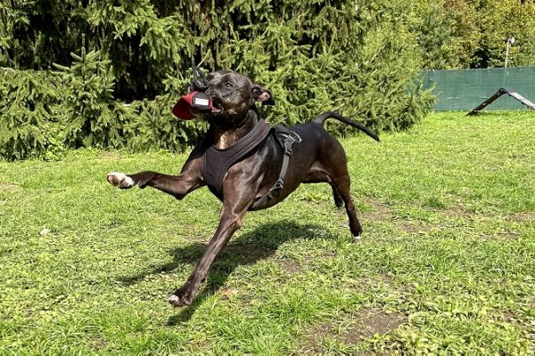 Hundetraining Franken - Apportieren, Listenhund apportiert Futterbeutel auf Wiese
