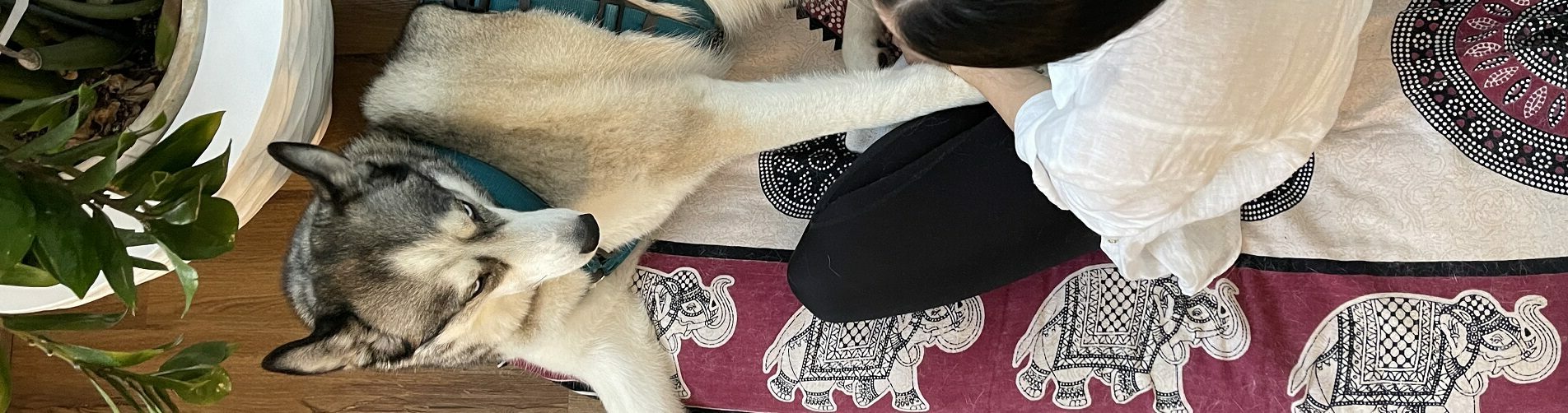 Hundetraining Franken - Hausbesuch, Husky liegt auf bunter Decke Zuhause