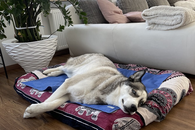 Hundetraining Franken - Alle Kurse, Husky liegt in Körbchen mit Kühlmatte