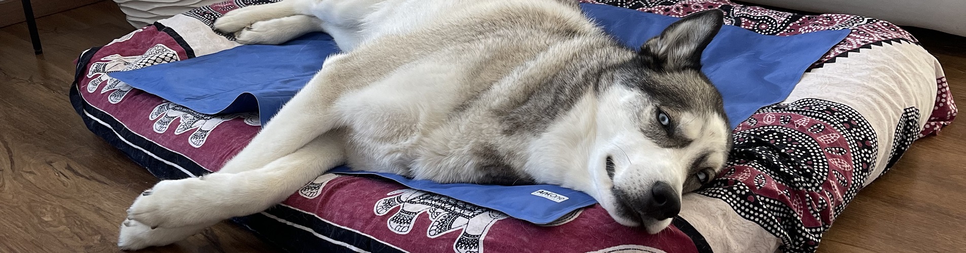 Hundetraining Franken - Hausbesuch, junger Husky liegt entspannt im Körbchen