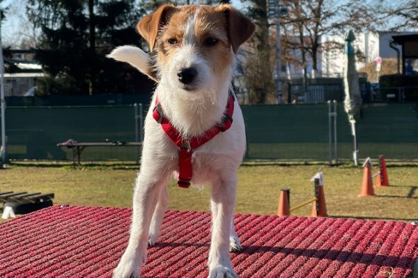 Hundetraining Franken - Basiskurs, Person Russell steht auf Agility Gerät