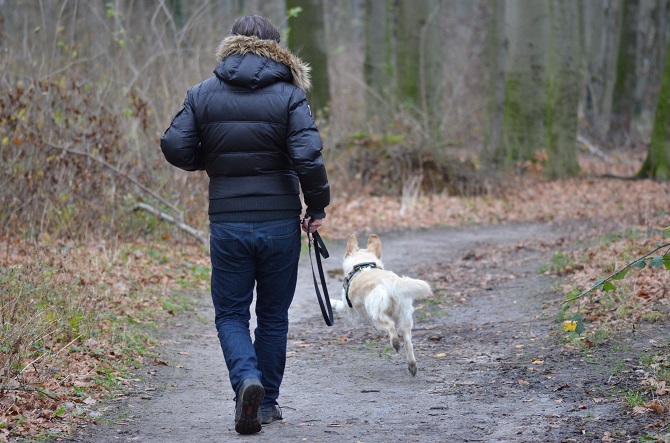 Hundetraining Franken - Alle Kurse, weißer Hund rennt im Freilauf im Wald