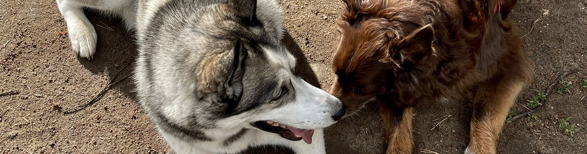 Hundetraining Franken - Hundekontakte, Husky und Australian Shepherd liegen nebeneinander