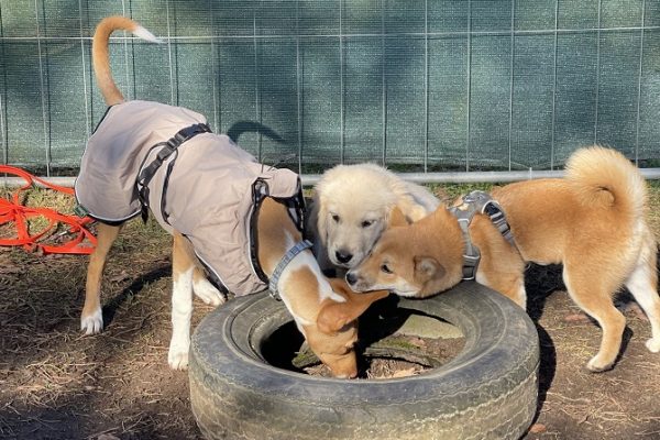 Hundetraining Franken - Jung trifft alt, Shiba Inu Podenco und Golden Retriever