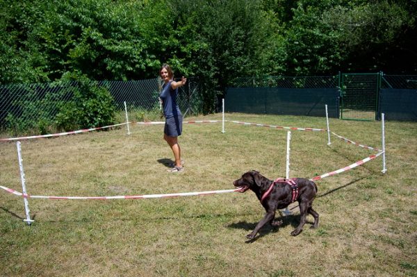 Hundetraining Franken - Hundebeschäftigung, Labrador beim Longieren