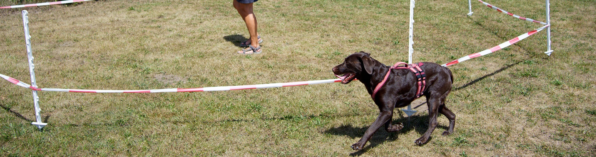 Hundetraining Franken - Longieren, brauner Labrador außen am Longierkreis