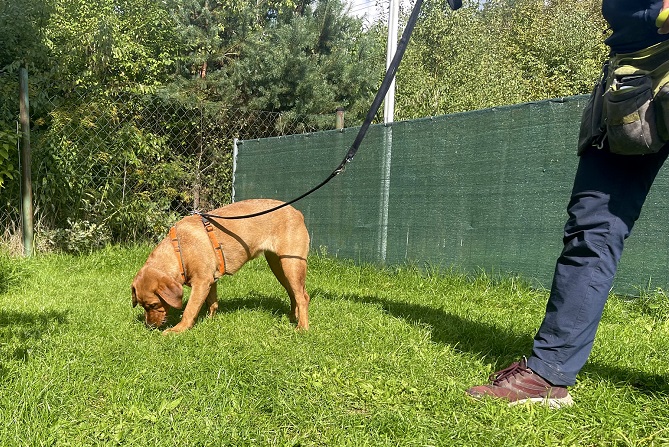 Schnüffelkurse für Fortgeschrittene (10 Wochen) 3 Hundetraining Franken - Hundebeschäftigung, Labrador sucht Futter