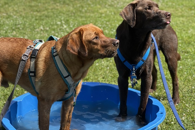 Hundetraining Franken - Bunte Gruppe, zwei braune Labradore stehen im Wasser