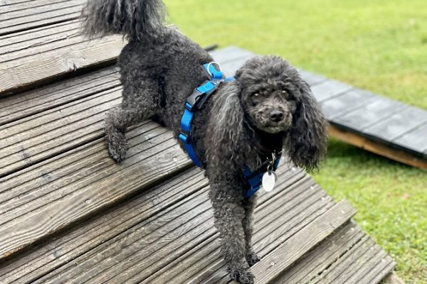 Hundetraining Franken - Hundebeschäftigung, Zwergpudel auf Holz A-Wand