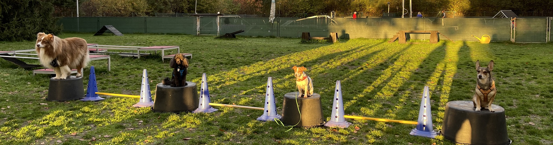Hundetraining Franken - Startseite, Hundegruppe im Trick-Parcours