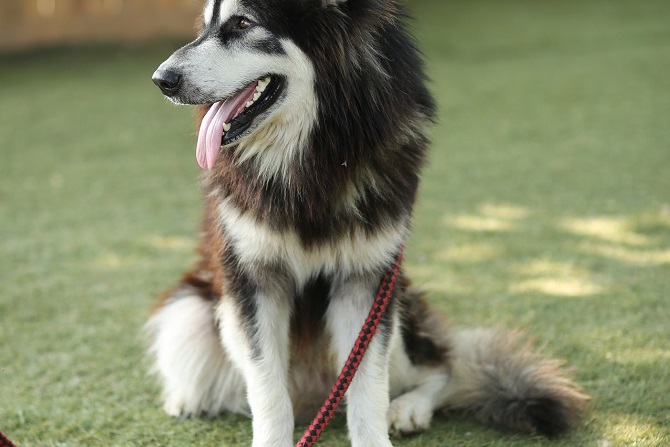 Hundetraining Franken - Leinenkurs, Husky Mischling sitzt auf grünem Rasen