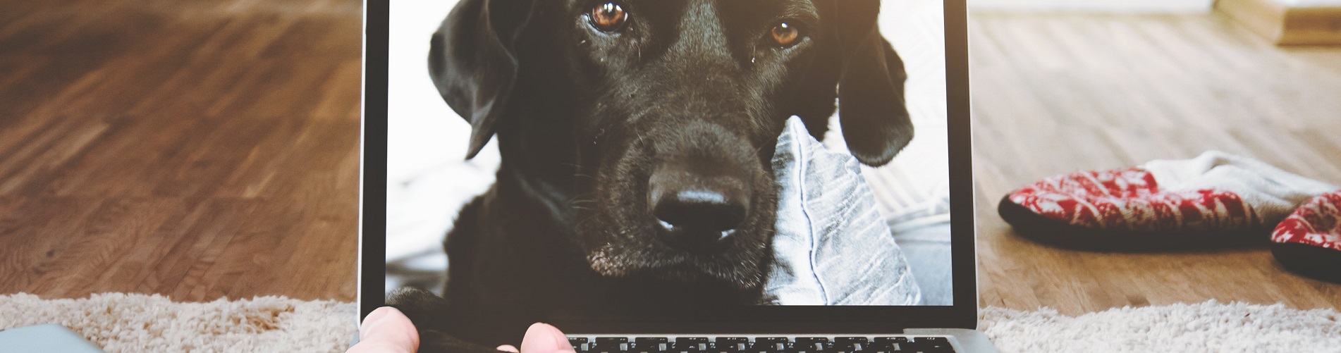 Hundetraining Franken - Einzeltraining online, schwarzer Labrador Hintergrundbild