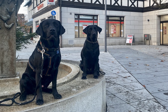 Hundetraining Franken - Hundekontakte, zwei schwarze Labradore auf Brunnen in Stadt