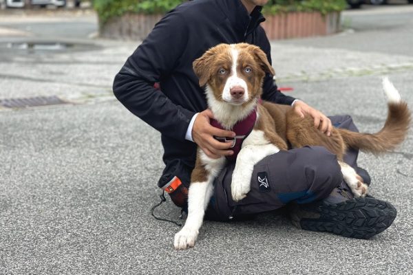 Hundetraining Franken - Hunderwegs, braun-weißer Aussie Welpe sitzt auf Schoß