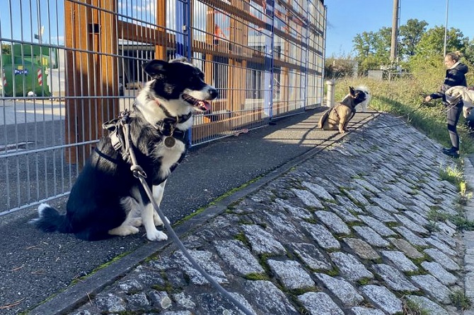 Hundetraining Franken - Hundekontakte, schwarz-weißer Hund sitzt mit Gruppe vor Zaun
