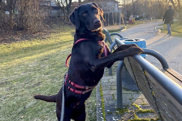 Hundetraining Franken - Hundekontakte, brauner Labrador mit Pfoten auf Bank