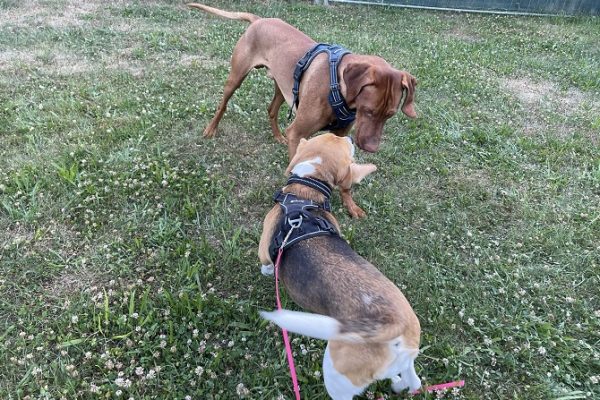 Hundetraining Franken - Soziales Alltagstraining, Magyar Vizsla Rüde und Beagle auf Wiese