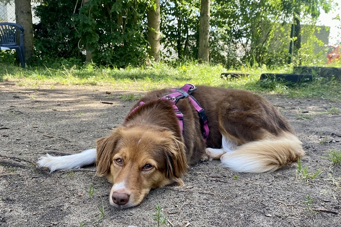 Hundetraining Franken - Einzeltraining online, brauner Mini Aussie liegt auf Erde