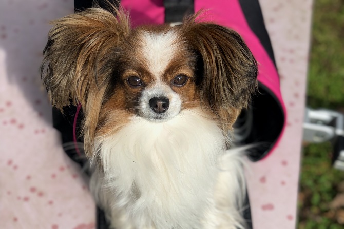 Hundetraining Franken - Einzeltraining online, Papillon sitzt in Tragetasche