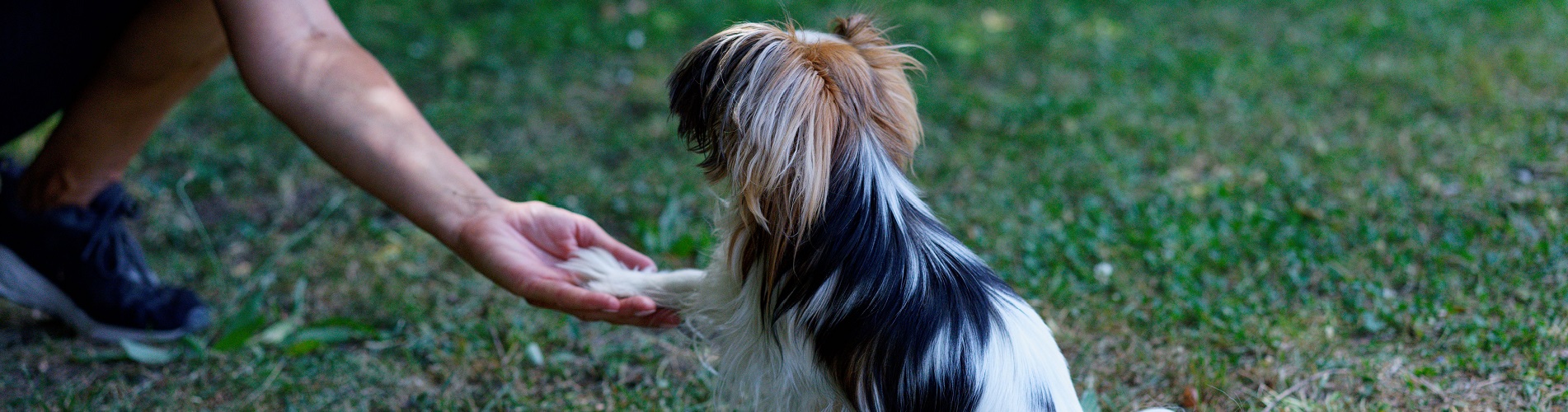 Hundetraining Franken - Coachings, Papillon gibt Mensch Pfote auf Wiese