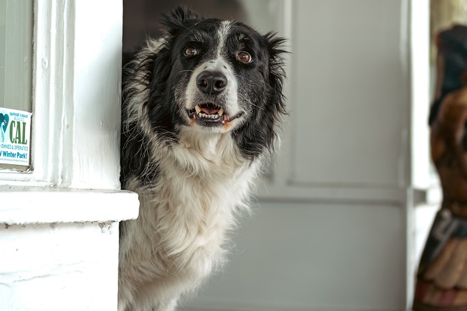 Hundetraining Franken - Hausbesuch, schwarz-weißer Hund schaut um die Ecke