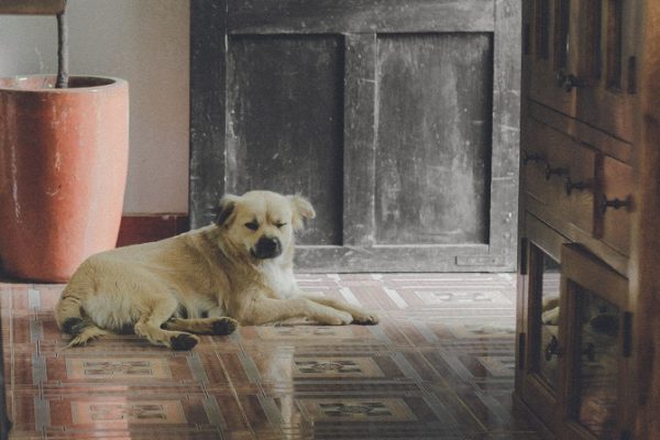 Hundetraining Franken - Hausbesuch, beiger Hund liegt entspannt im Flur