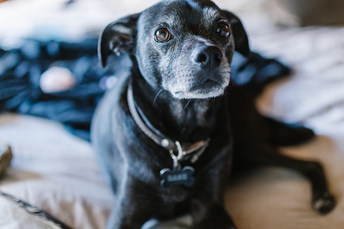 Hundetraining Franken - Hausbesuch, alter schwarzer Hund liegt auf Couch