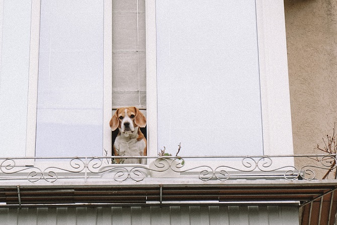 Hundetraining Franken - Hausbesuch, Beagle schaut aus dem Fenster