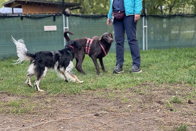 Hundetraining Franken - Jung trifft alt, junger Jagdhund und erwachsener Labrador
