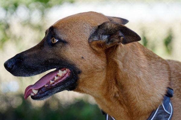 Hundetraining Franken - Longieren, Malinois schaut zur Seite und hechelt