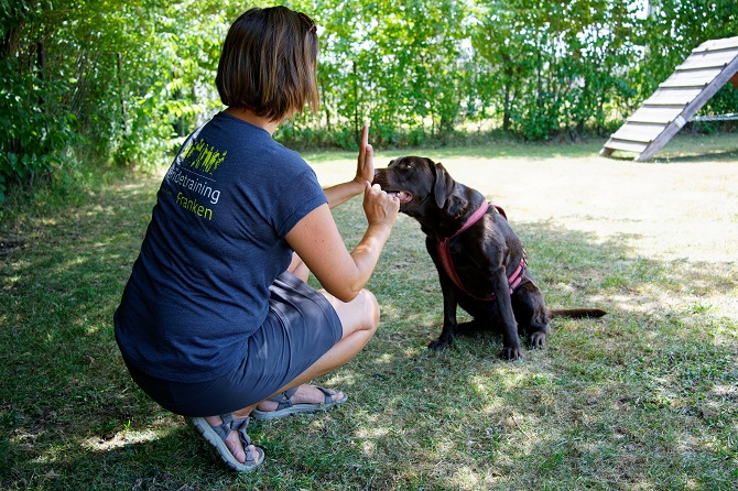 Hundetraining Franken - Longieren, brauner Labrador stupst mit Nase an Hand