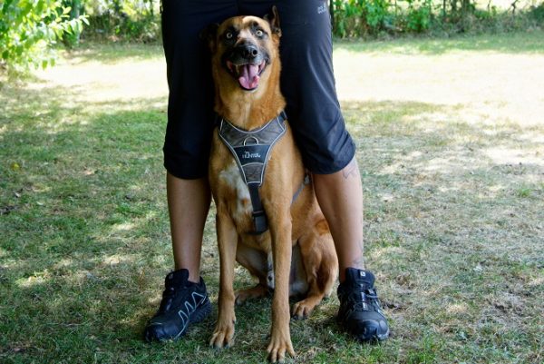 Hundetraining Franken - Longieren, Malinois sitzt zwischen Beinen auf Wiese