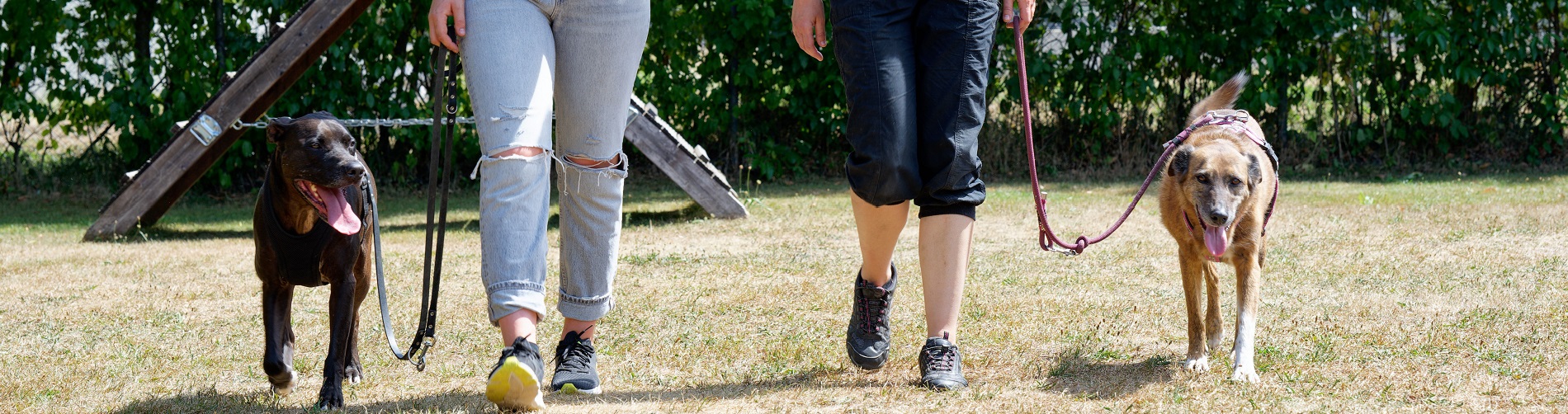 Hundetraining Franken - Leinenkurs, Listenhund und Windhund laufen an lockerer Leine