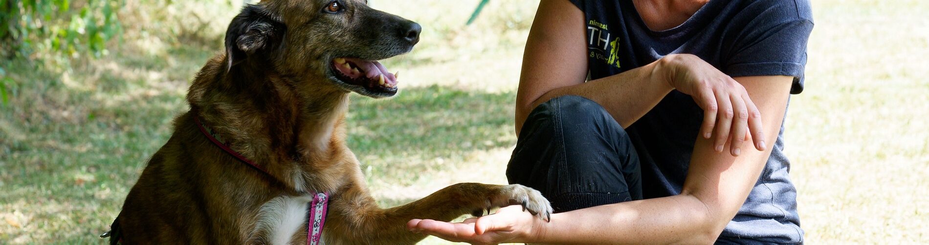 Hundetraining Franken - Praktikum, braune Tierschutz Windhündin gibt Pfote