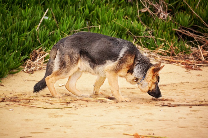Hundetraining Franken - Schnüffeln, Schäferhund schnüffelt im Sand