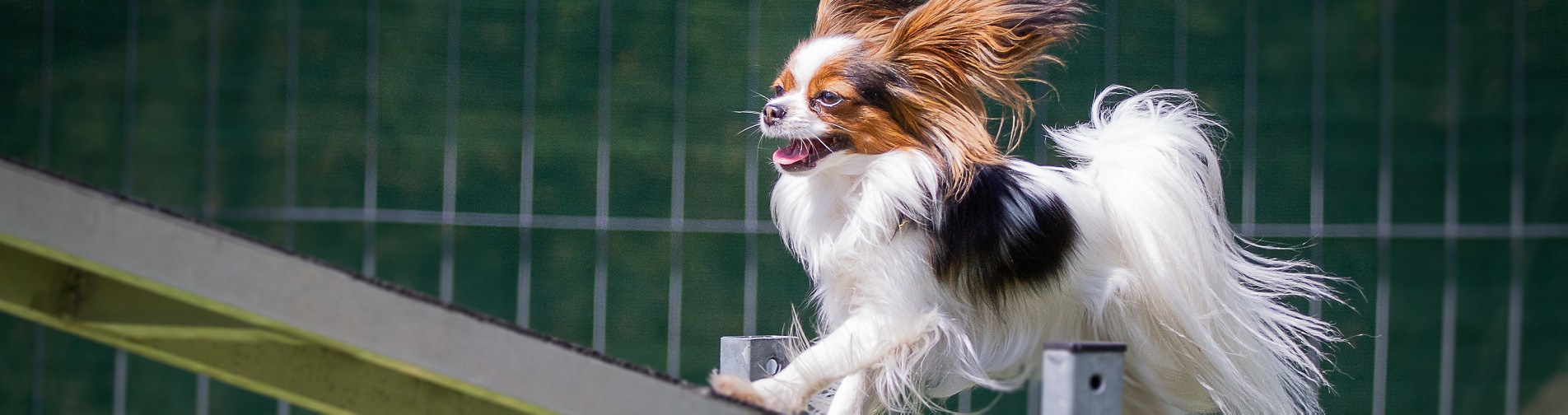 Hundetraining Franken - Agility Kurse für Hunde , Madonna motiviert über Steg