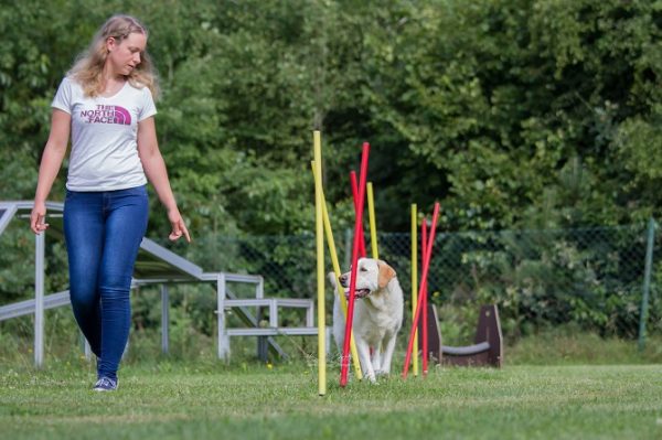 Hundetraining Franken Agility Kurs - Hund wird von Trainerin durch Stangen geleitet