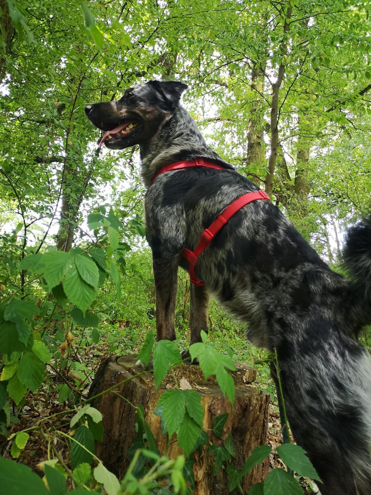 Abenteuer Wildkräuter 5 Abenteuer Wildkräuter – Bild 5