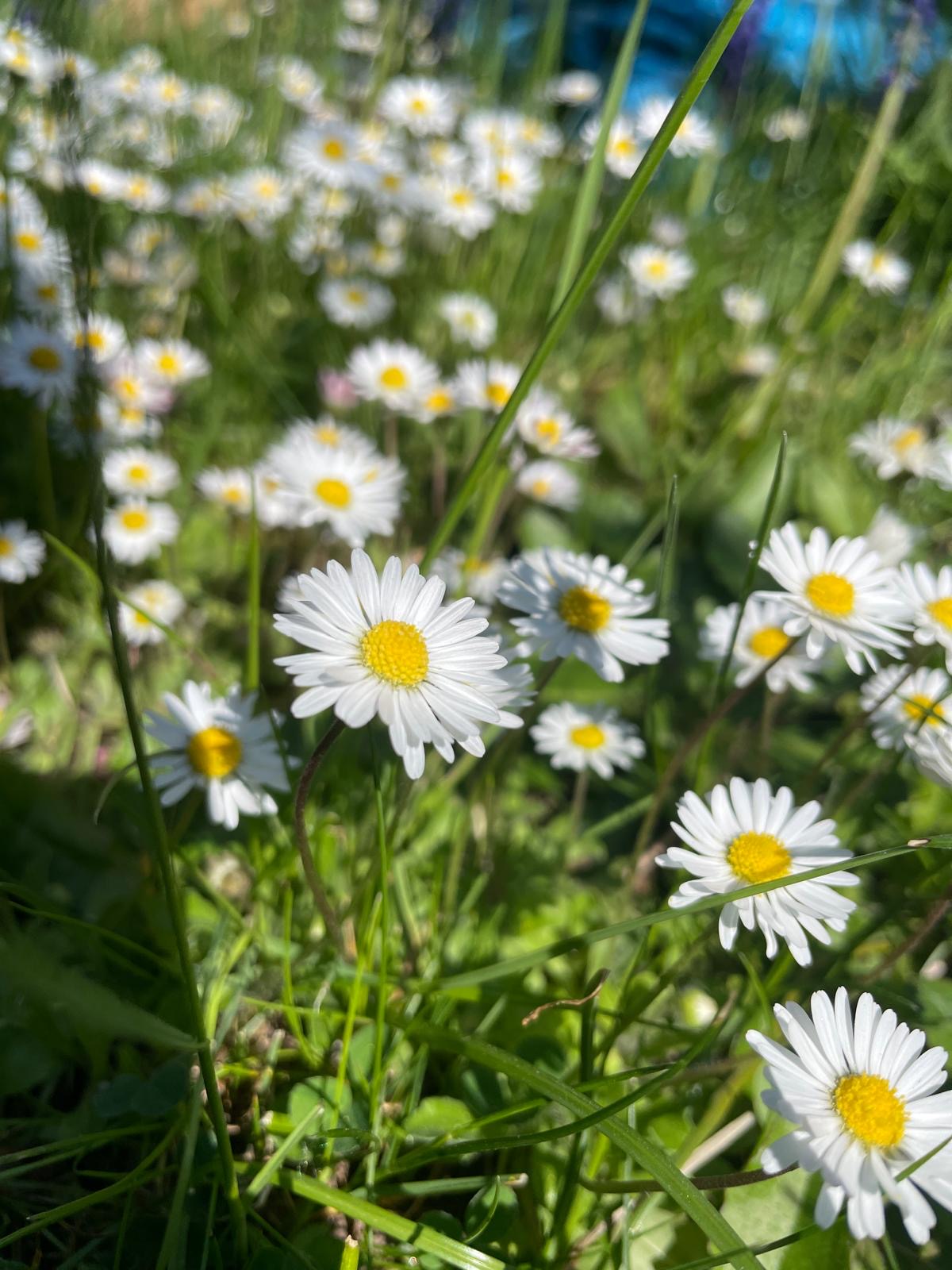 Abenteuer Wildkräuter 3 Abenteuer Wildkräuter – Bild 3