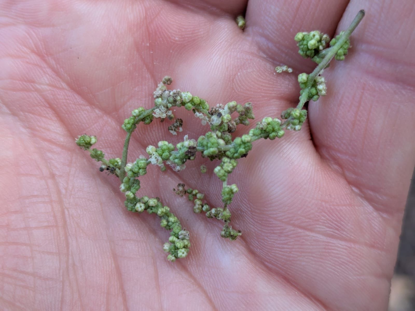 Abenteuer Wildkräuter 6 Abenteuer Wildkräuter – Bild 6