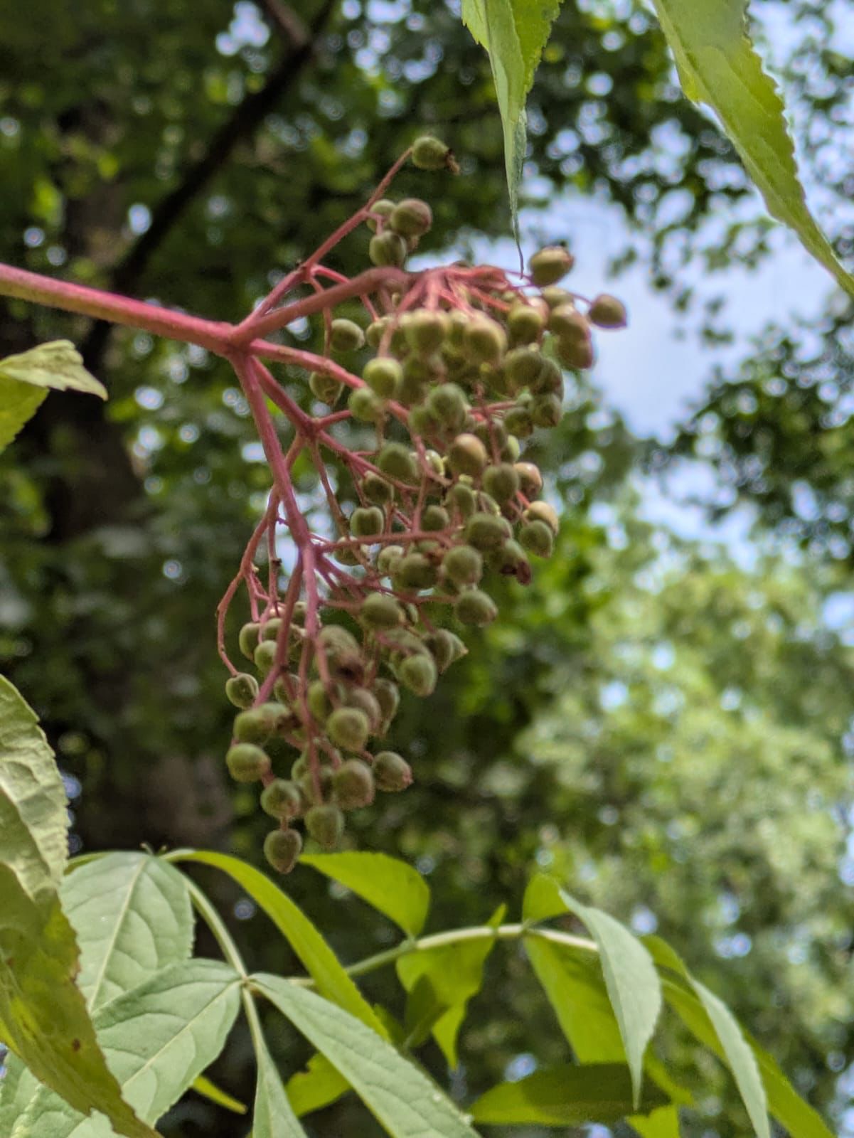 Abenteuer Wildkräuter 8 Abenteuer Wildkräuter – Bild 8